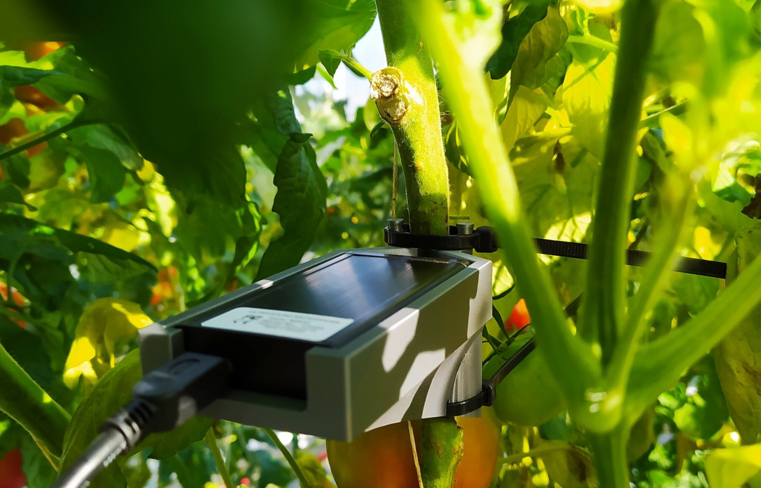 Plense Technology ultrasound sensor in the greenhouse.